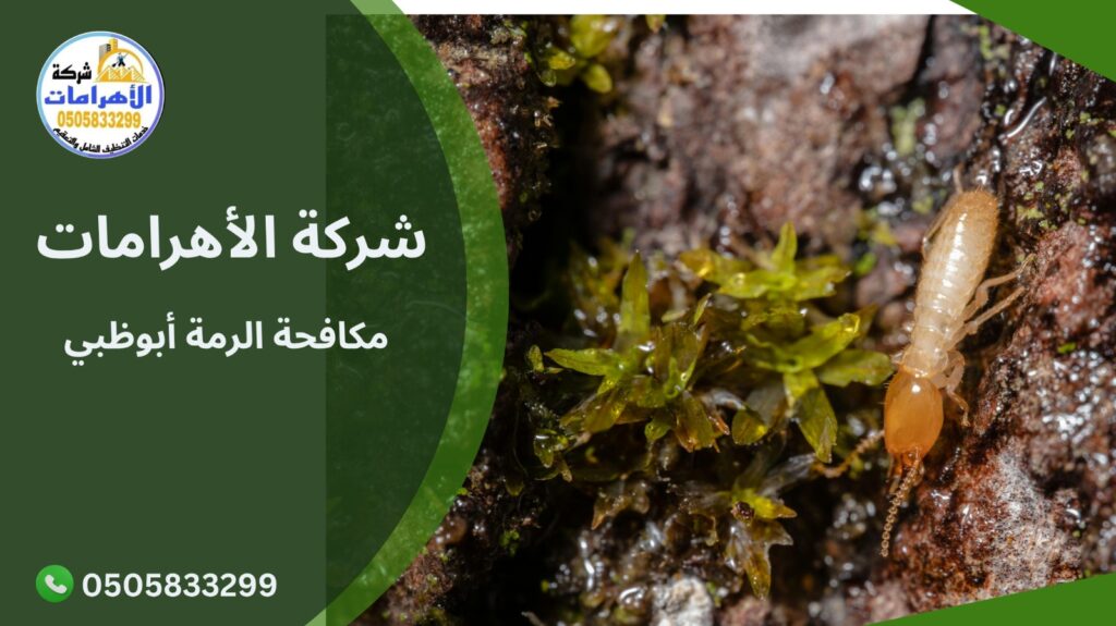 ما هي الرمة ولماذا تعتبر خطيرة