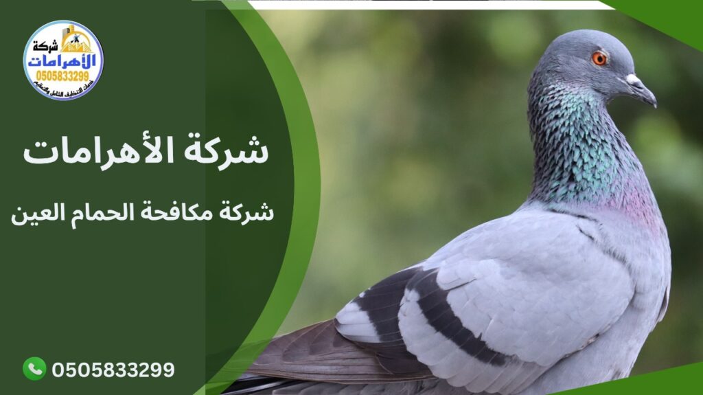 شركة مكافحة الحمام العين