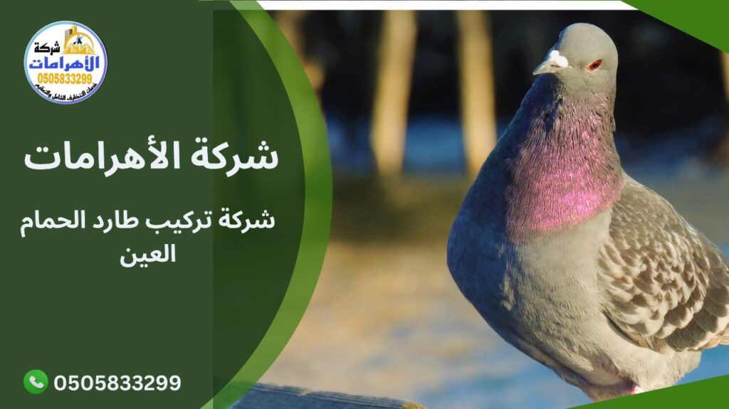 شركة تركيب طارد الحمام العين