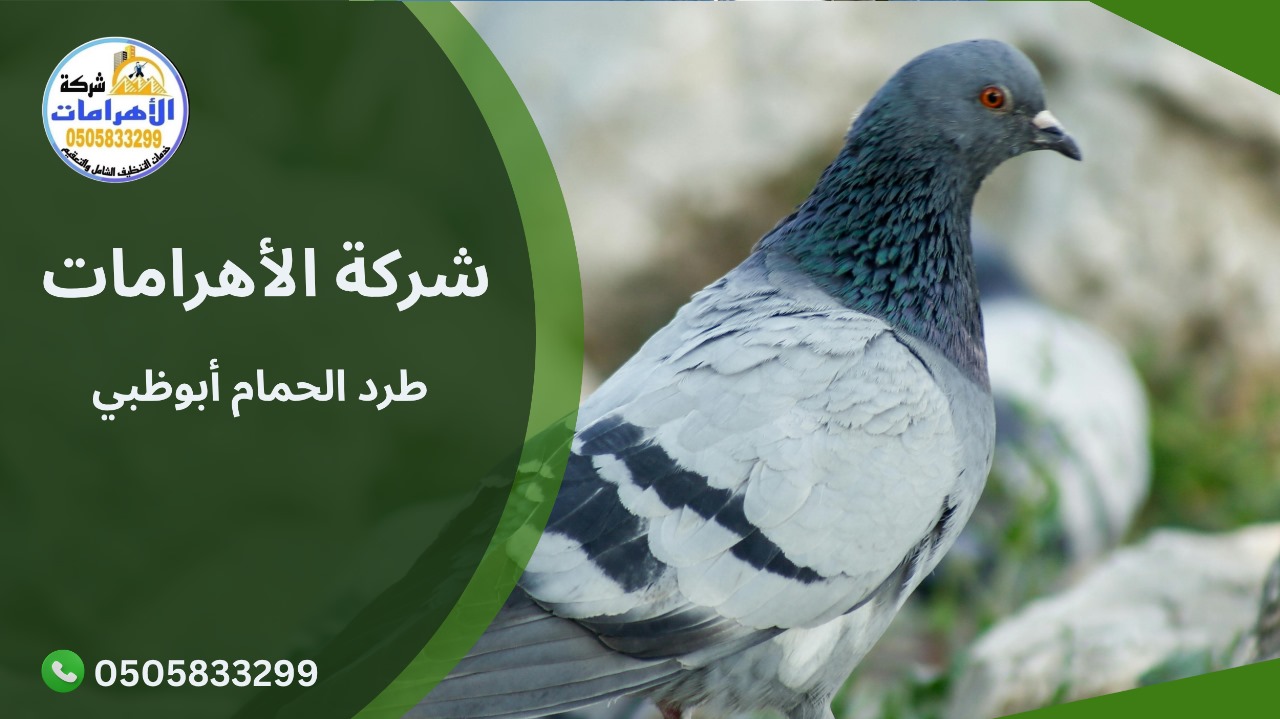 طرد الحمام أبوظبي