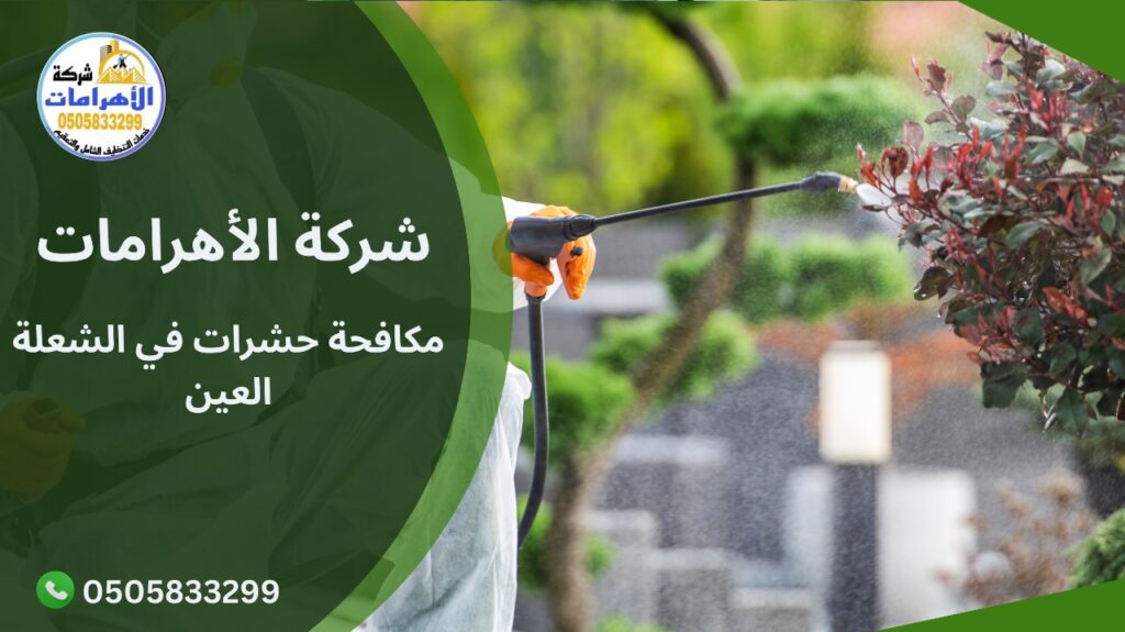 مكافحة حشرات في الشعلة العين