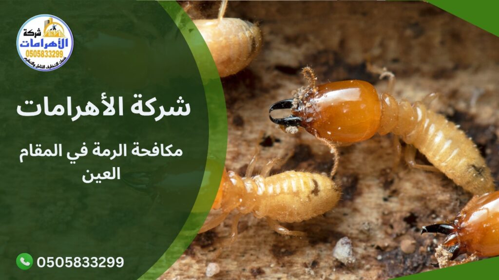 مكافحة الرمة في المقام العين