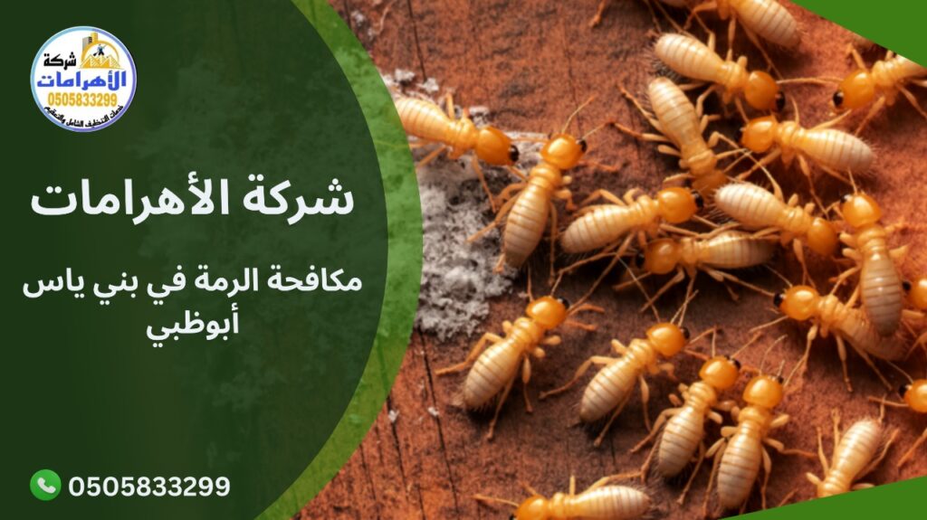 WhatsApp Image 2025 12 07 at 9.28.22 AM (1) مكافحة الرمة في بني ياس أبوظبي