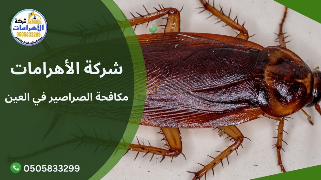 WhatsApp Image 2025 12 10 at 2.11.21 PM مكافحة الصراصير في العين